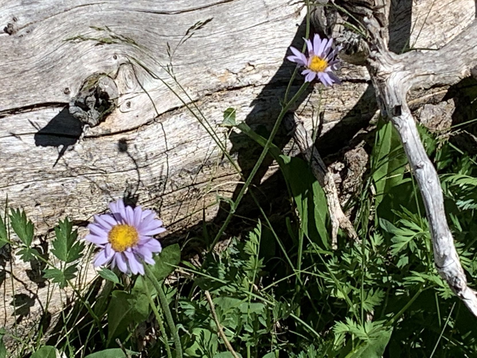Long Lake wildflowers